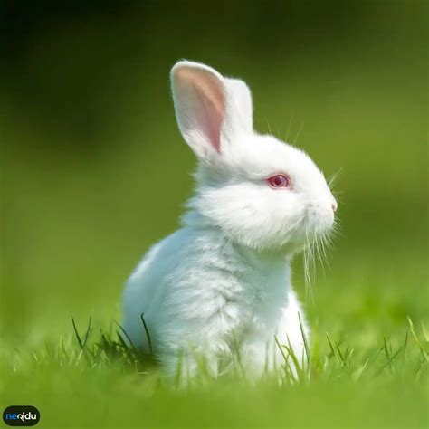Ruyada tavşan görmek